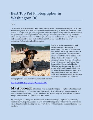 Pet Portrait Photography in Washington DC