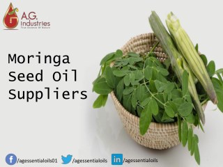 Moringa Seed Oil Suppliers