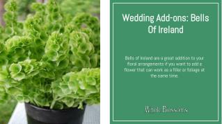 Find the Great Deal on Whole Blossoms for Bells of Ireland Flowers