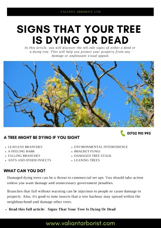Signs that your tree is dying or dead