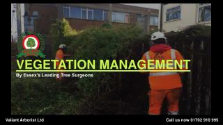 Vegetation management in essex by Valiant Arborist