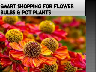 Smart Shopping For Flower Bulbs & Pot Plants