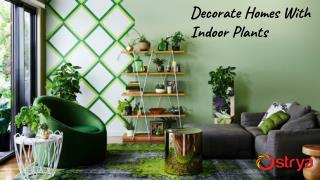 Decorate House With Indoor Plants