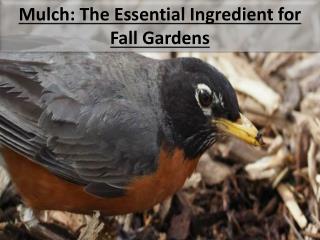 Mulch: The Essential Ingredient for Fall Gardens