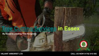 Tree trimming service in essex | valiant arborist