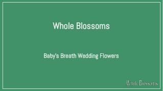 Buy Baby's Breath in Bulk for Wedding Floral Arrangements