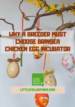 Why a Breeder Must Choose Brinsea Chicken Egg Incubator