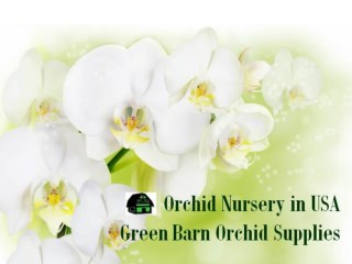 Orchid Nursery: Green Barn Orchid Supplies