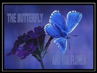 flower&butterfly