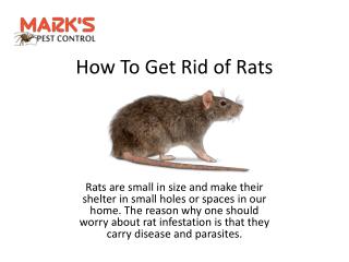 How To Get Rid of Rats