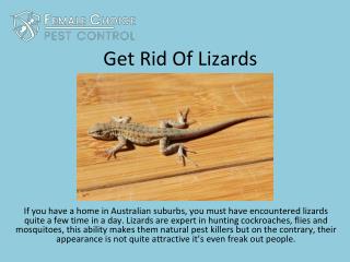 Get Rid Of Lizards