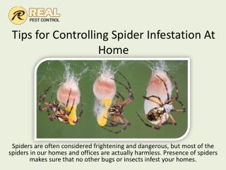 Tips for Controlling Spider Infestation At Home