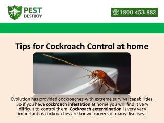 Tips for Cockroach Control at home