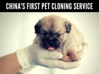 China's first pet cloning service