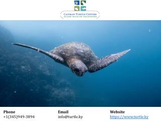Experience Educational and Entertaining Programs at Cayman Turtle Centre