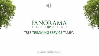 Top Tree Trimming Service Provider In Florida- Panorama Tree Care