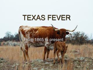 TEXAS FEVER