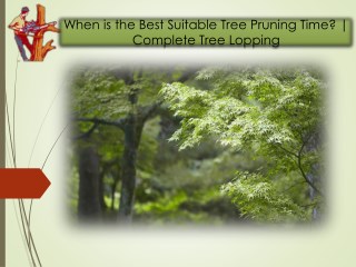When is the Best Suitable Tree Pruning Time? | Complete Tree Lopping