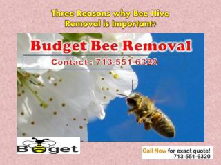 Bee Hive Removal Texas| Budget Bee Control