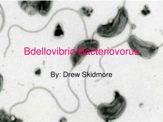 Bdellovibrio Bacteriovorus
