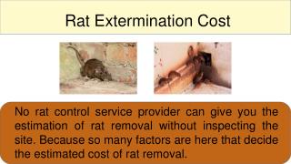 Rat Control Services - Expert Treatment for Rat Infestations