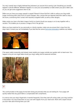 Is the dog misbehaving? Try these tips