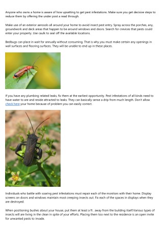 Your Greatest Bets For The Eradication Of Insects
