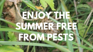 Enjoy the Summer Free from Pests
