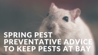 Spring Pest Preventative Advice to Keep Pests at Bay
