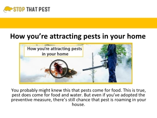 HOW YOU’RE ATTRACTING PESTS IN YOUR HOME