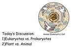 Today s Discussion: 1Eukaryotes vs. Prokaryotes 2Plant vs. Animal