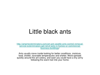 Little black ants