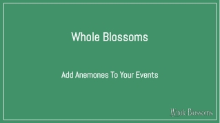 Get Anemone for Sale at Wholesale Rate for Adding Them in Events