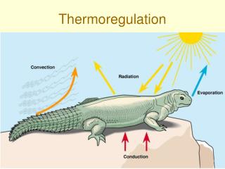 PPT - Thermoregulation PowerPoint Presentation - ID:814812