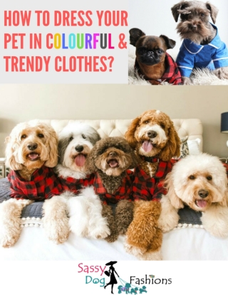 The Ultimate list of Trendy & Colourful Pet Apparel