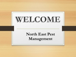 Cheap Wasp Nest Removal in Scottsdale