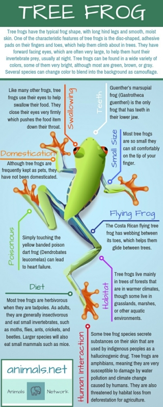 Tree Frog