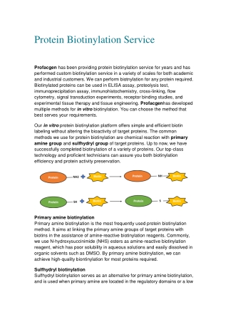 an introduction for Protein Conjugation Service on Beads