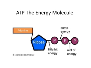 ATP The Energy Molecule