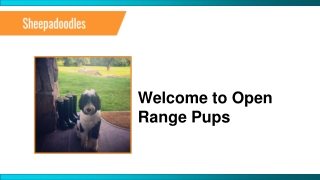 F1 Mini Sheepadoodle for Sale in Eckert | Open Range Pups