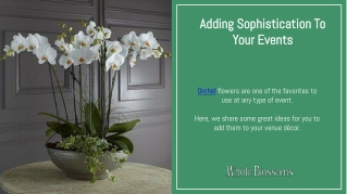 Add a Touch of Sophistication in Decor with Wholesale Orchids