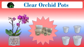 Best Clear Orchid Pots initiate Green barn orchid Supplies