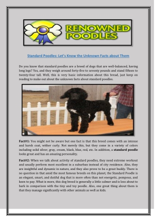 Standard Poodles: Let’s Know the Unknown Facts about Them