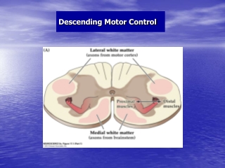 Descending Motor Control