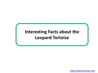 Interesting Facts about the Leopard Tortoise