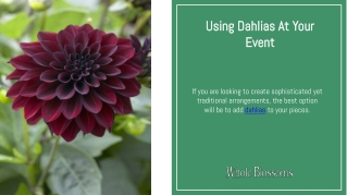 Use Wholesale Dahlias in Your Important Event