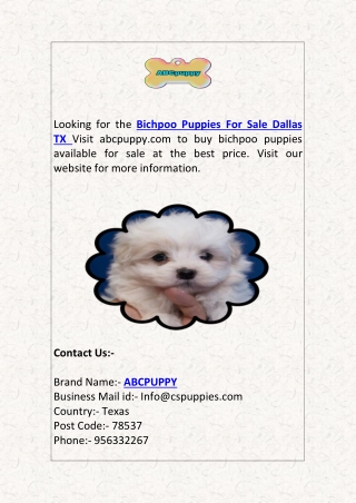 Bichpoo Puppies For Sale San Antonio Dallas TX