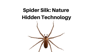 Spider Silk