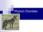 Phylum Chordata