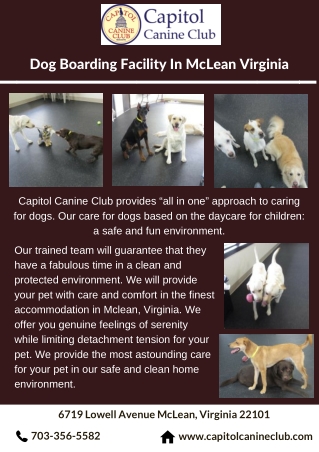 Dog Boarding Facility In McLean Virginia
